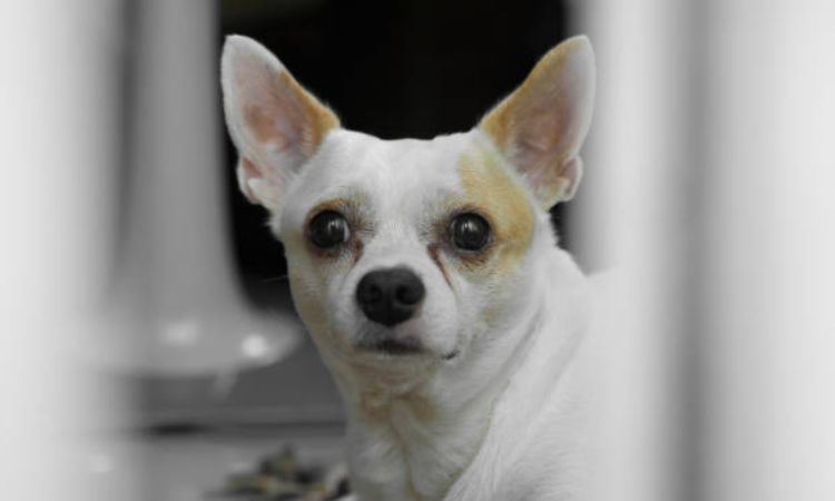 How Dogs’ Sense of Smell Works