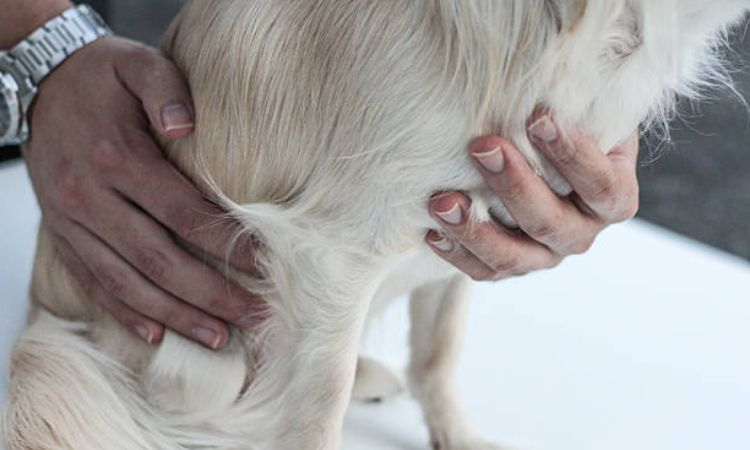 Swollen Lymph Nodes in Dogs