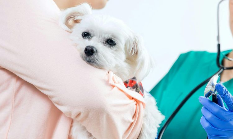 Treatment Options and Prognosis