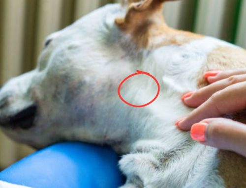 Swollen Lymph Nodes in Dogs: Causes, Symptoms, and Urgent Vet Advice