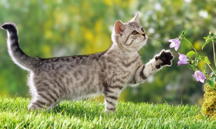 Nature-Inspired Names