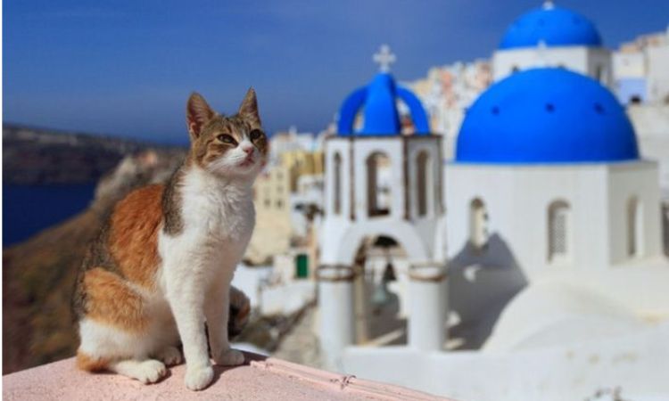 Pop Culture and Literary Names