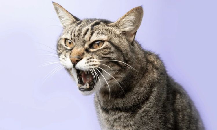 Strong and Masculine Names