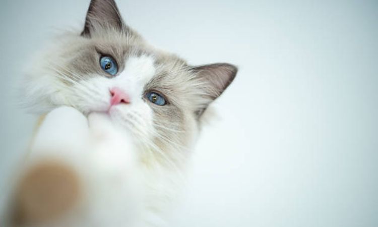 TOP 100 unique male cat names with meaning