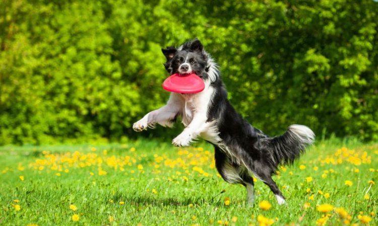 Border Collie