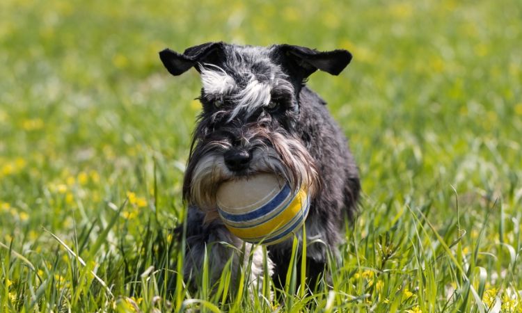 Miniature Schnauzer
