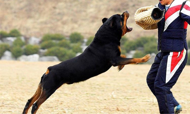 Rottweiler