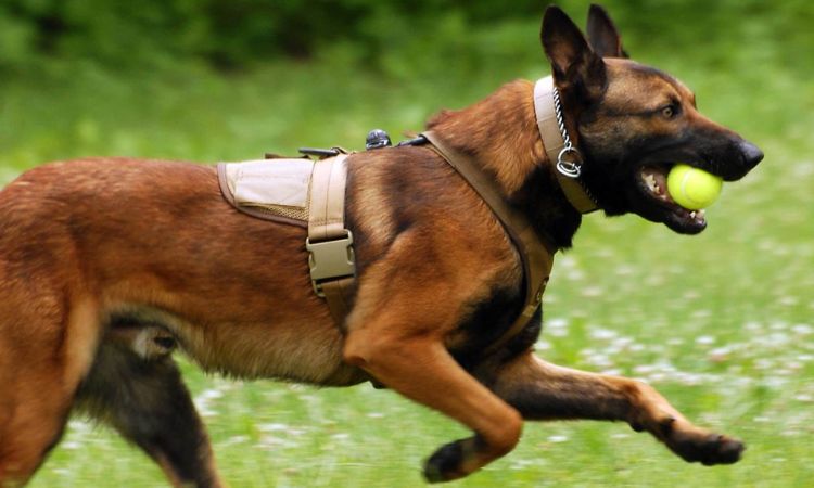 Belgian Malinois
