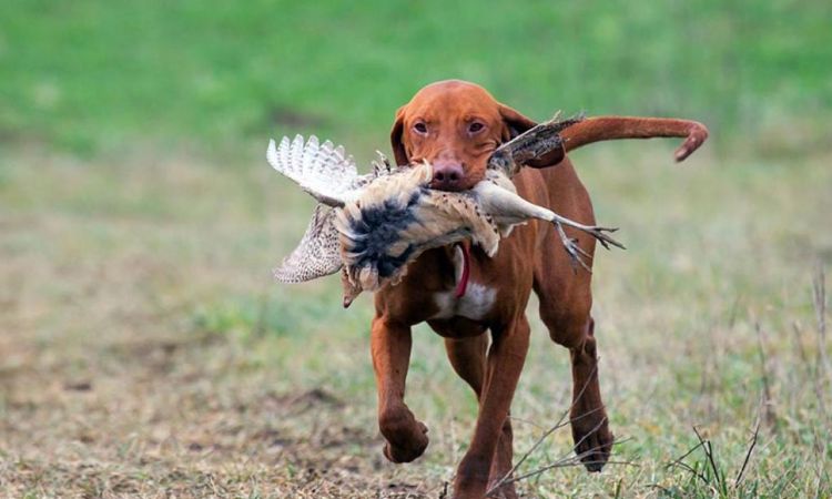 Vizsla