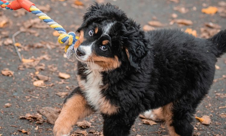Bernese Mountain Dog