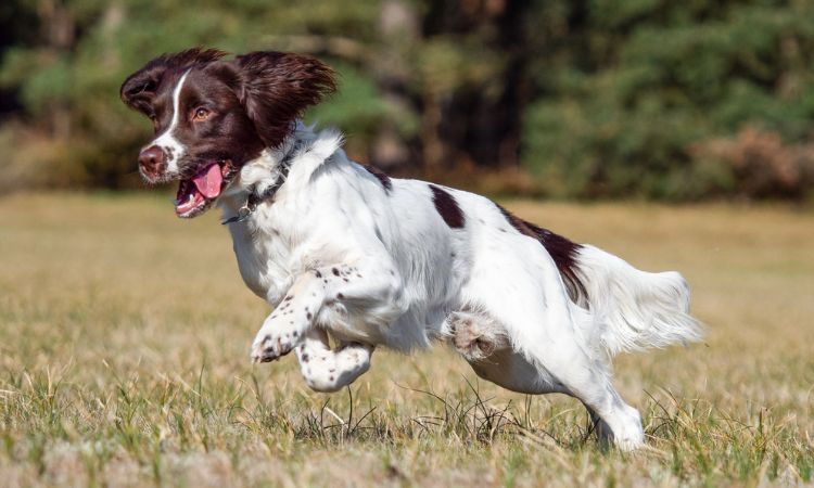 English Springer Spaniel