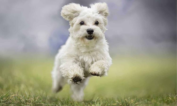 Havanese
