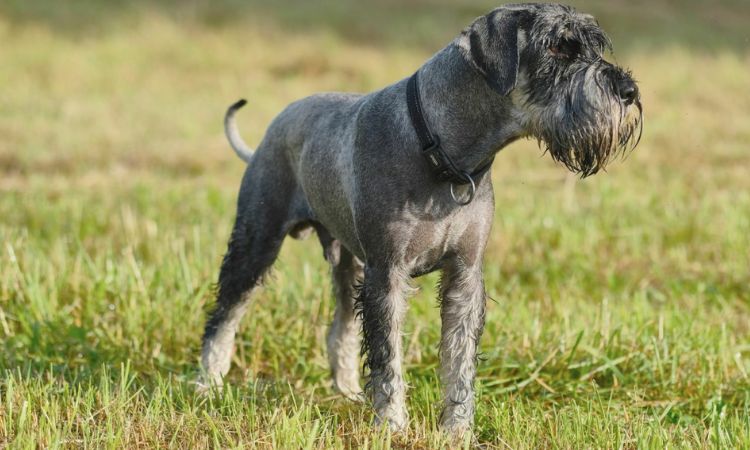 Standard Schnauzer