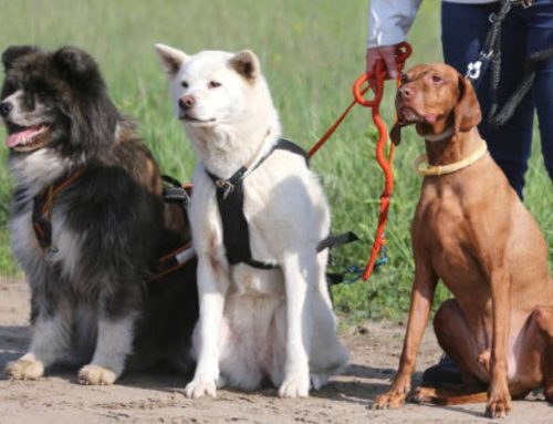 TOP 20 Easiest Dogs to Train: Effortlessly Get a Well-Behaved Companion