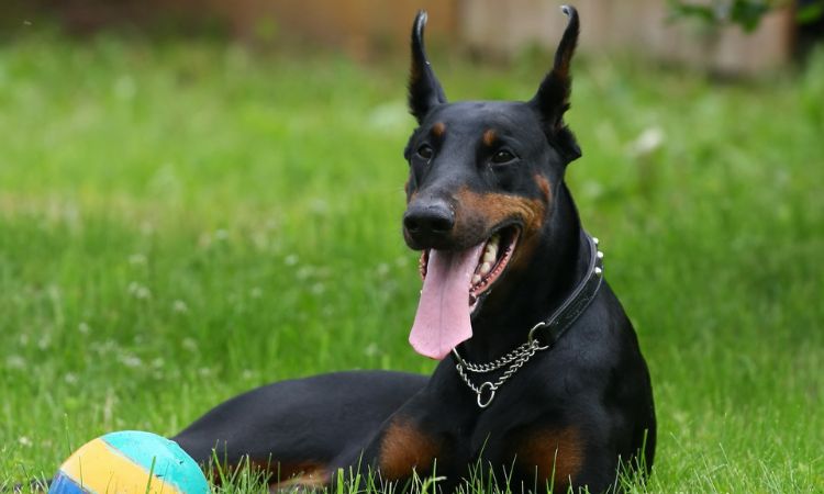 Doberman Pinscher