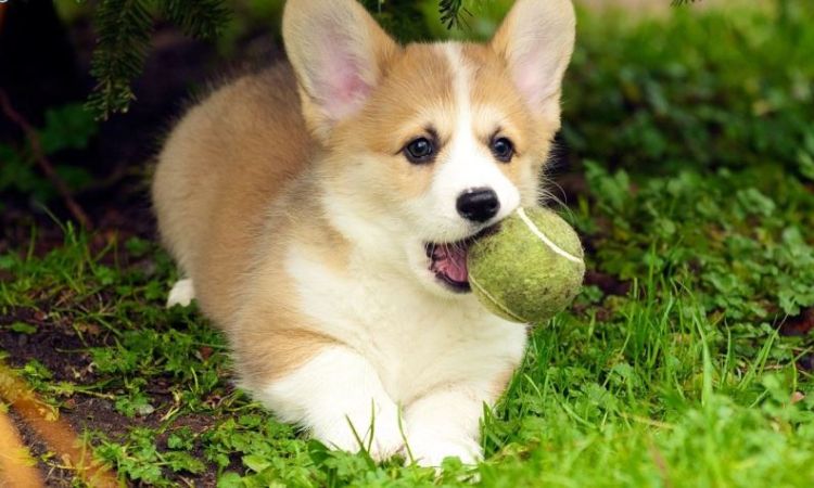 Pembroke Welsh Corgi