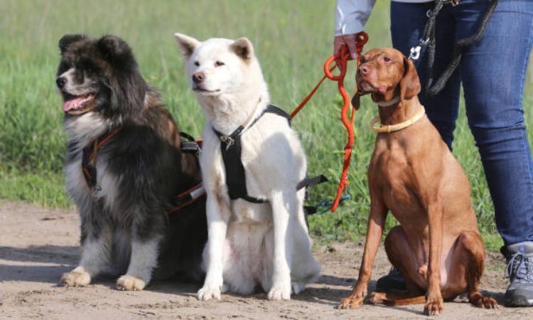 TOP 20 Easiest Dogs to Train