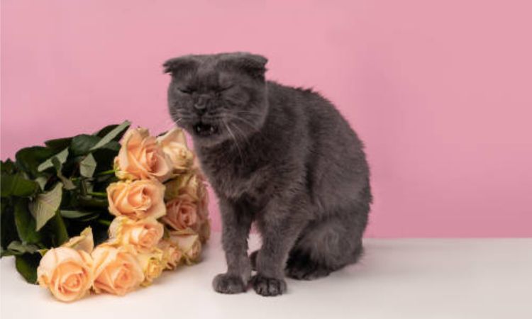 How Flower Toxicity Affects Cats