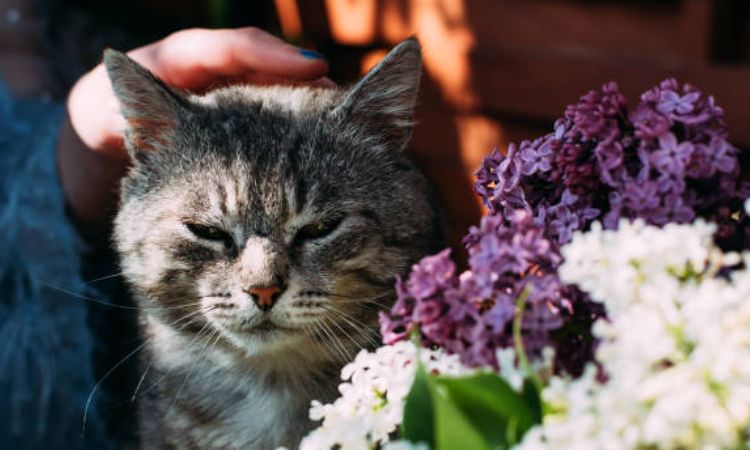 Most Dangerous Flowers for Cats