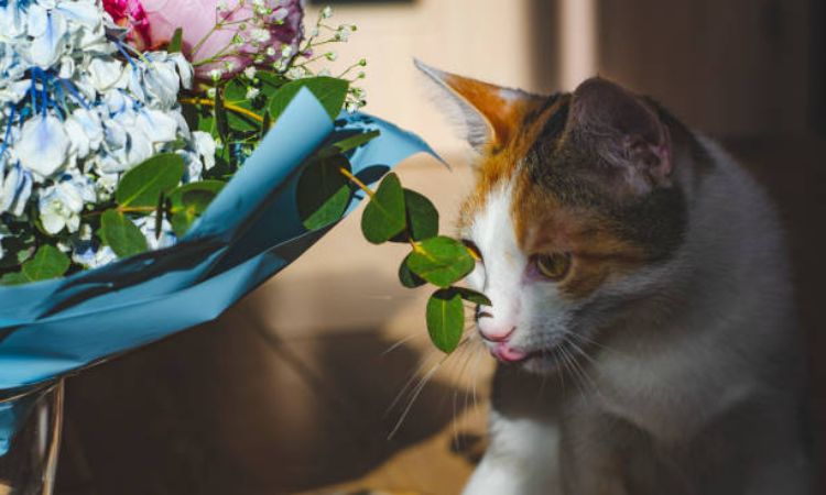 Other Common Flowers That Can Make Cats Sick