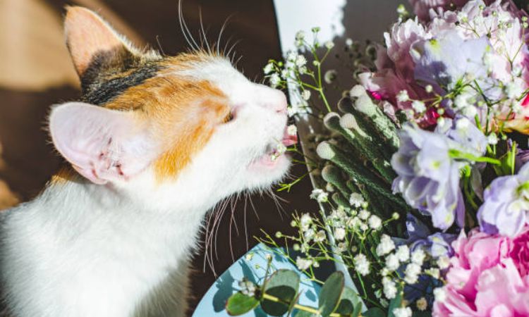 What to Do If Your Cat Eats a Flower