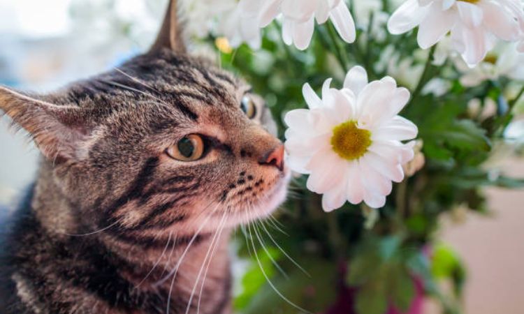 FAQs About Cats and Flowers