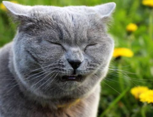 What Are Cats Allergic to Flowers? A Vet-Approved Guide to Toxic Blooms