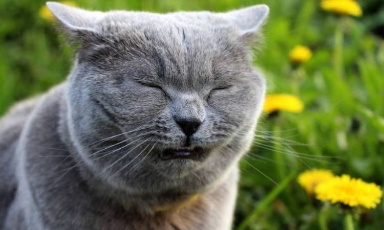 Can Cats Be Allergic to Flowers?