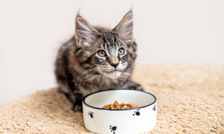 Common Causes of Cat Food Allergies