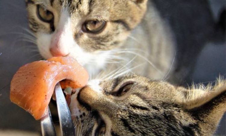 Frequently Asked Questions