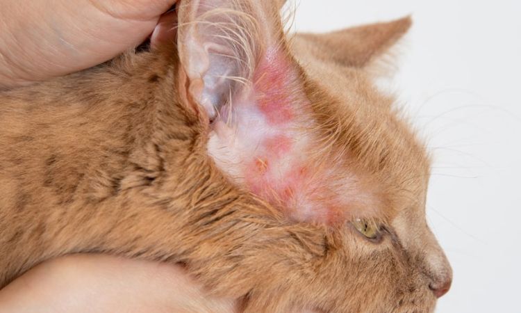 Diagnosing Food Sensitivities in Cats