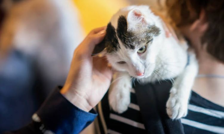 What Are Cats Allergic To Food