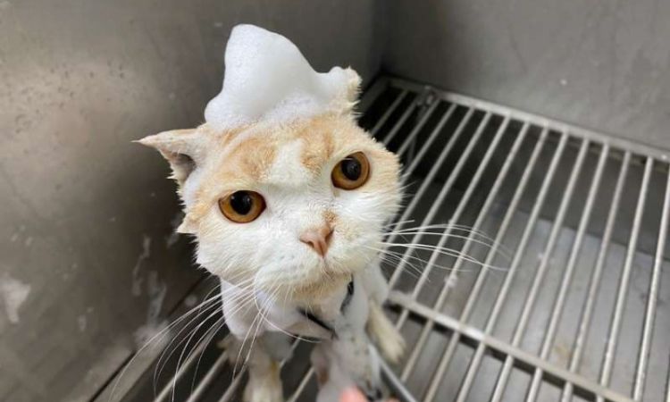 What Shampoo Should I Use On My Cat?