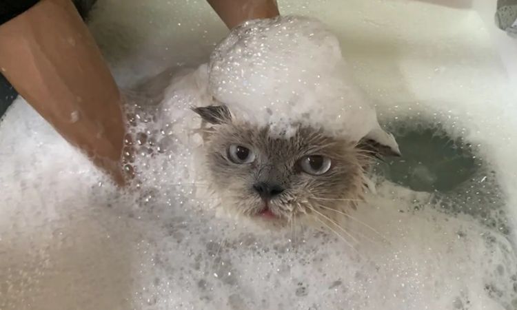 what soap to use on cats