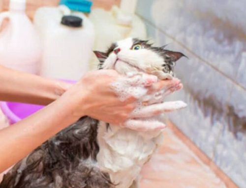 Can I Wash My Cat With Hand Soap or Aveeno? The Best & Worst Soaps for Feline Fur