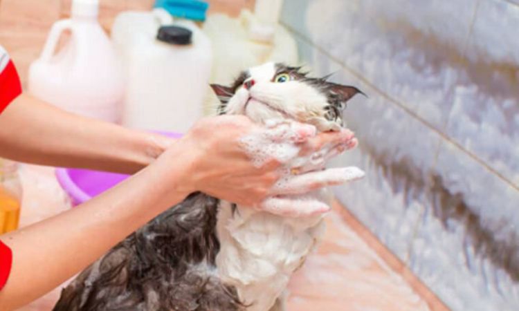what should i bathe my cat with