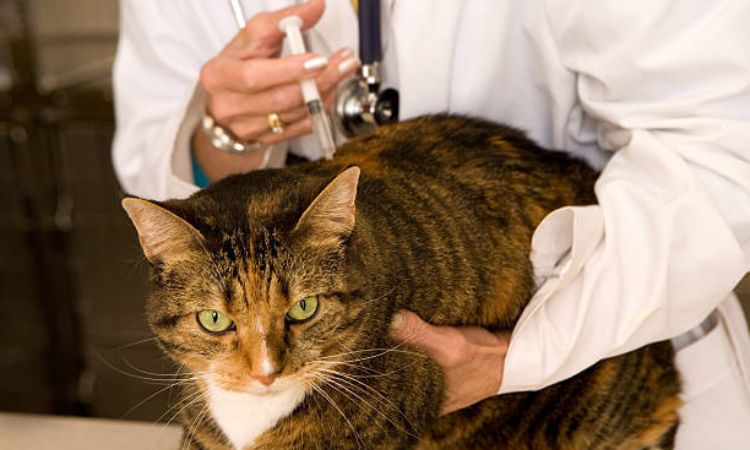 what vaccines do cats need yearly