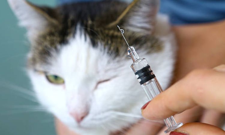 Cat Vaccine Schedule