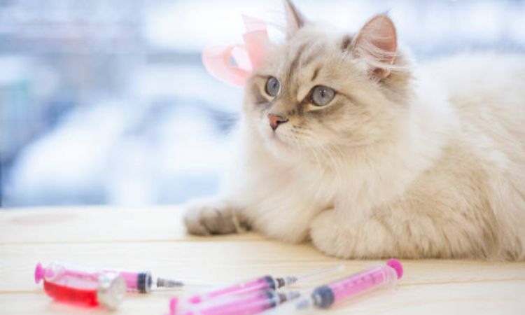 Related questions for cat vaccination schedule
