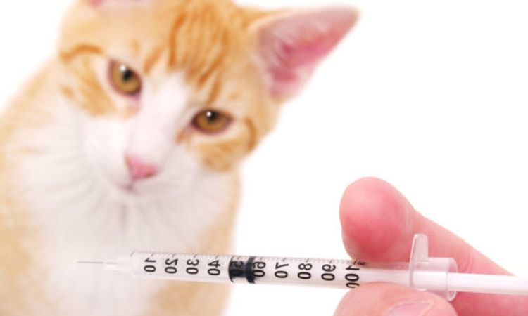 What Vaccines Do Cats Need Yearly
