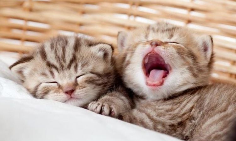 When Do Kittens Lose Teeth?
