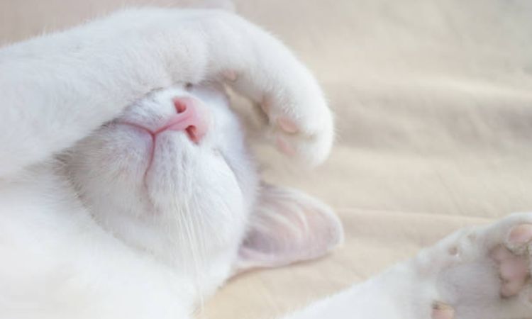 Top White Cat Names