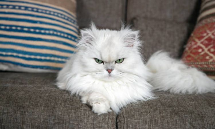 Female White Cat Names