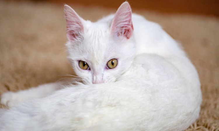 Male White Cat Names