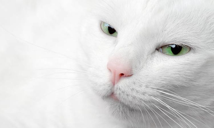 Unique White Cat Names