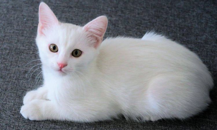Cute White Cat Names
