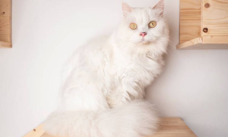 White Cat Names