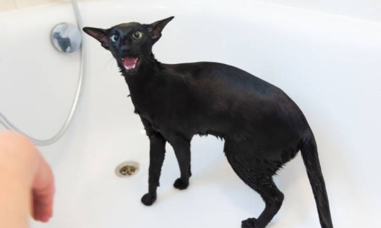 Common Reasons for Tub Pooping