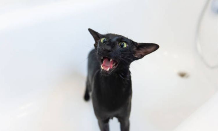 Step-by-Step Solutions