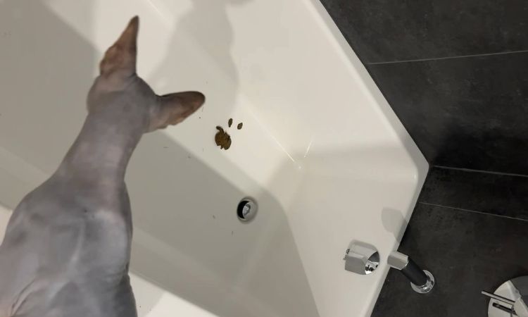 Why does my cat poop in the bath
